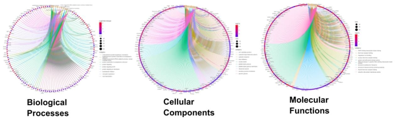 Enrichment of biological processes